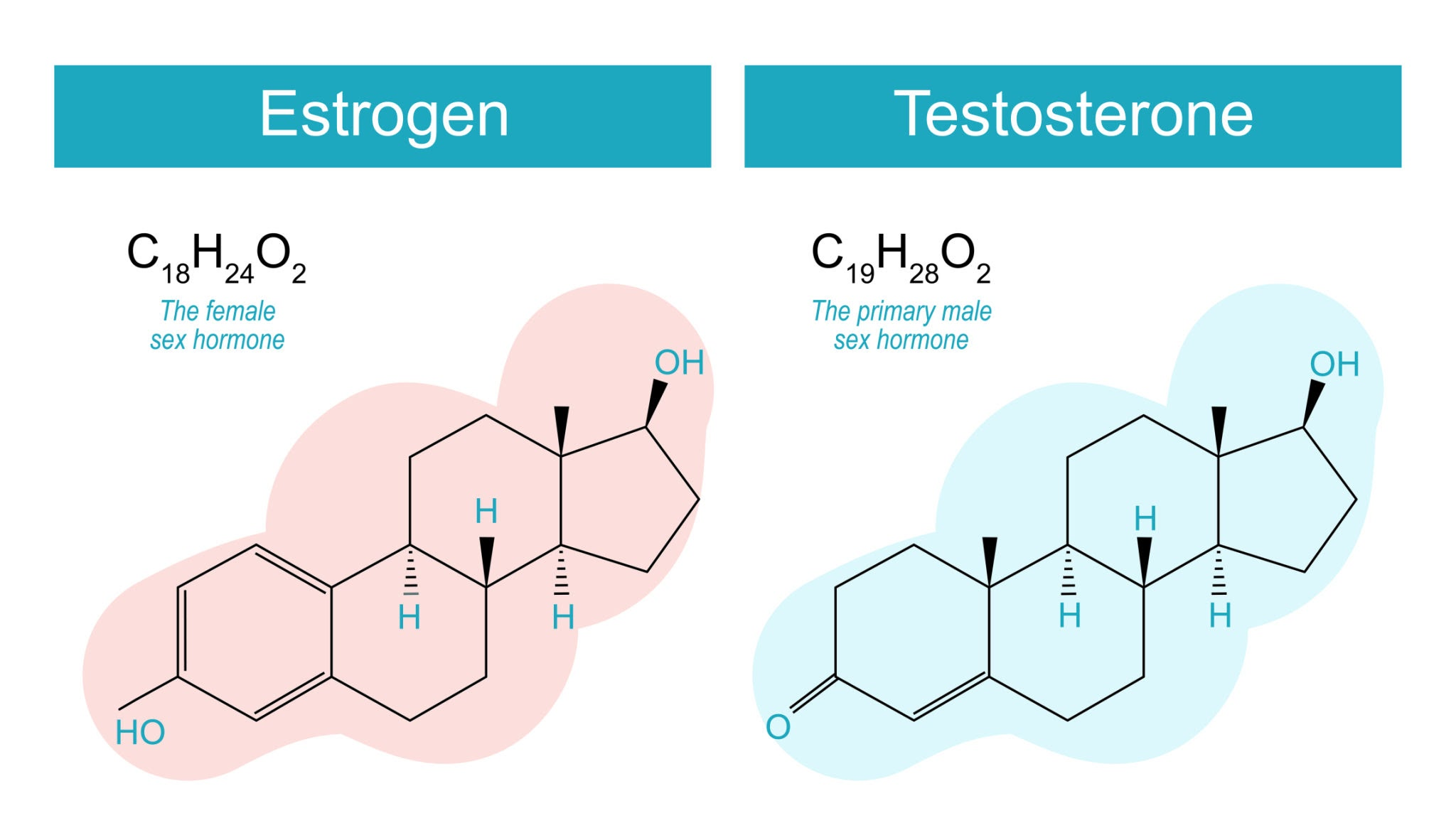 Comparaison des structures moléculaires C₁₈H₂₄O₂ (œstrogène) et C₁₉H₂₈O₂ (testostérone)
